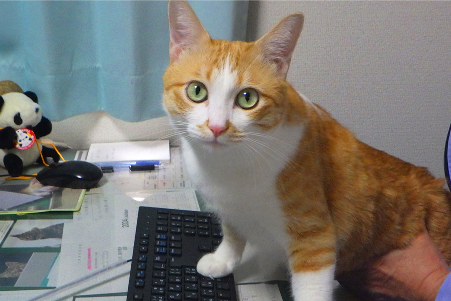 営業猫部長レン君